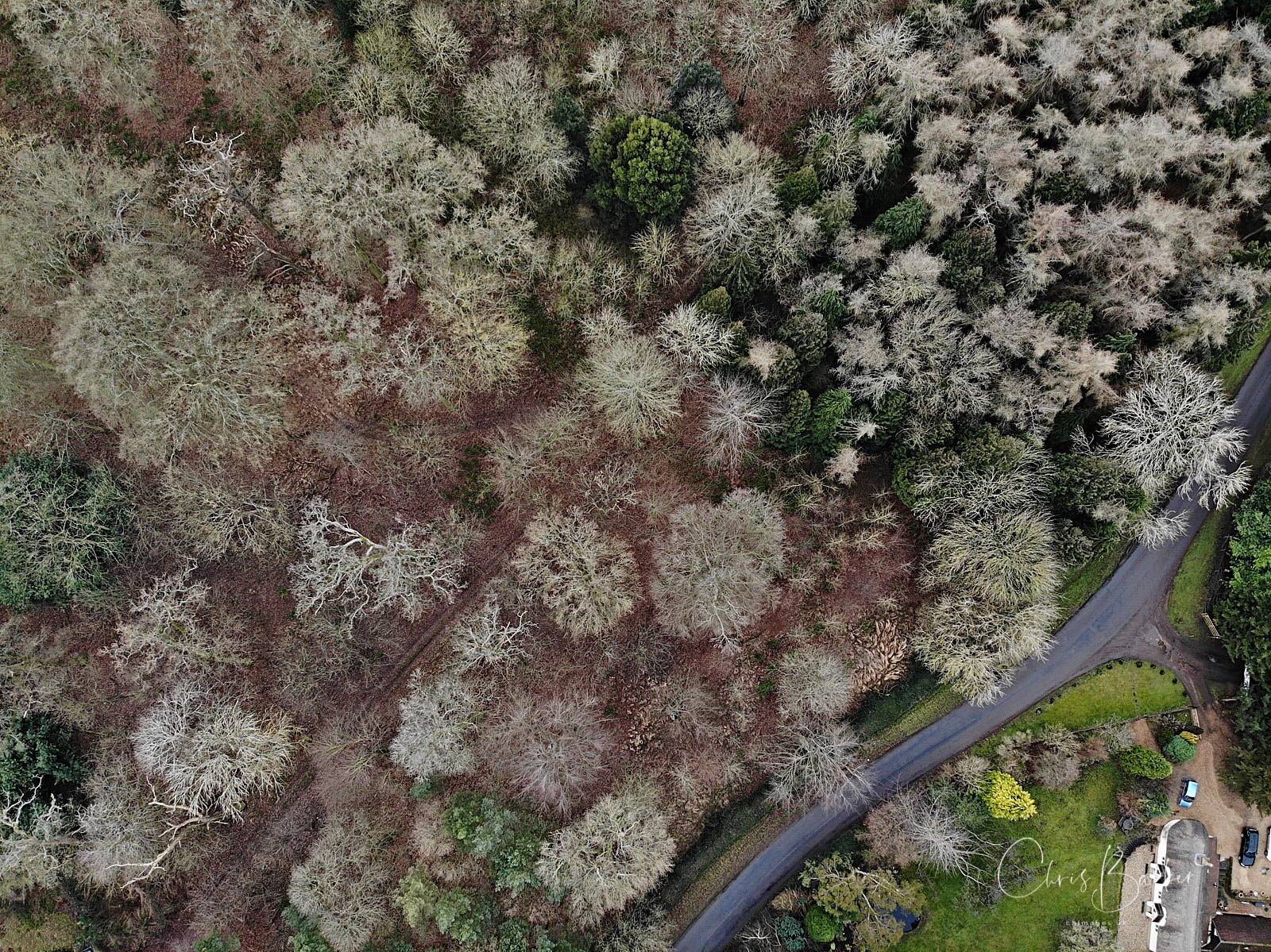 Trees viewed from above by drone